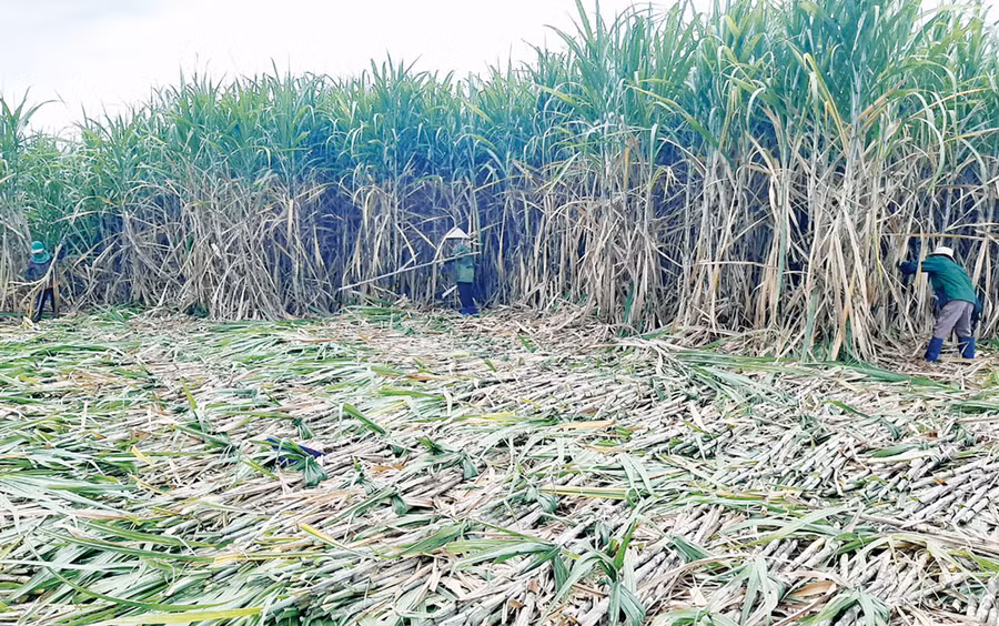 Nông dân các huyện, thị xã phía Đông Nam tỉnh thu hoạch mía (ảnh TTC Gia Lai cung cấp).