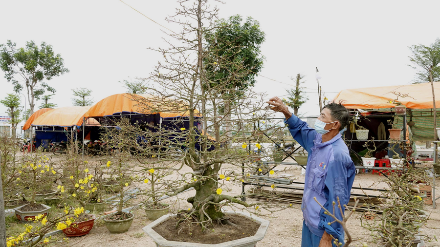  Chậu mai ông Hùng rao bán giá 40 triệu đồng. Ảnh: Hoàng Trọng