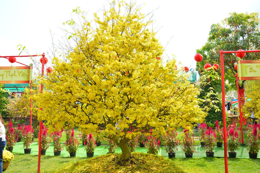 Con đường hoa mai có 10 cây mai vàng với kích cỡ tương đương nhau, được chủ nhân chăm sóc cho nở hoa cùng lúc để tạo điểm nhấn cho du khách khi đến tham quan làng hoa Sa Đéc. Ảnh: Tính Lập Con đường hoa mai có 10 cây mai vàng với kích cỡ tương đương nhau, được chủ nhân chăm sóc cho nở hoa cùng lúc để tạo điểm nhấn cho du khách khi đến tham quan làng hoa Sa Đéc. Ảnh: Tính Lập