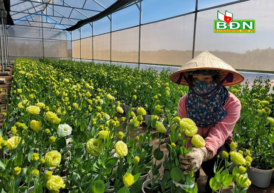 Hoa cát tường do Trung tâm sản xuất nở rộ đúng dịp tết