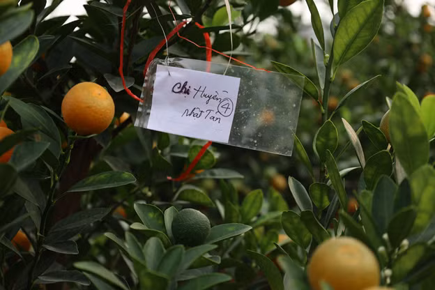 Những cây đặt trước sẽ được dán nhãn, chỉ cần đúng ngày hẹn sẽ giao đến tận nhà. Ảnh: N.T