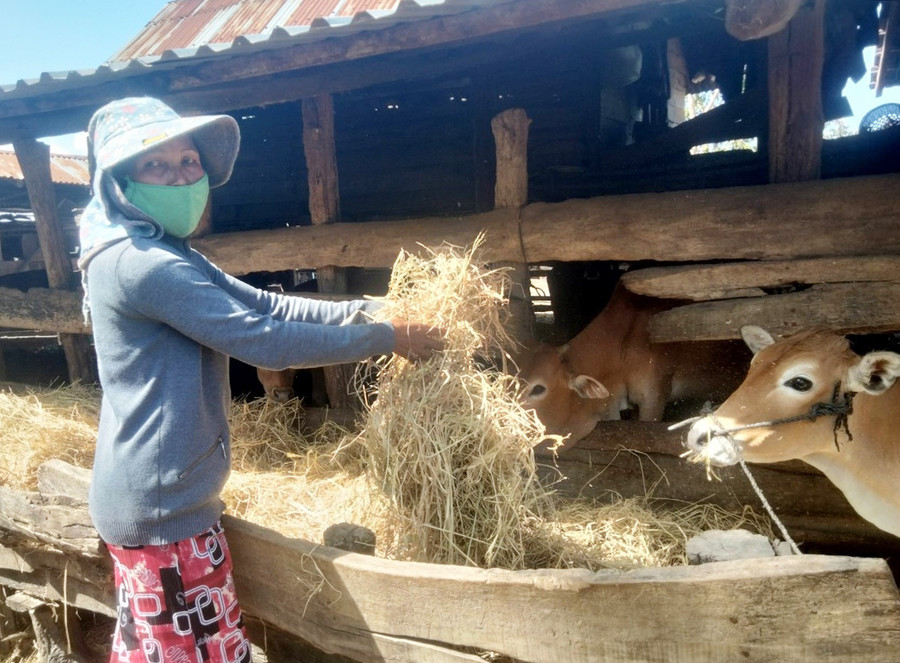  Nhờ vốn vay từ dự án, gia đình bà Ksor H'Tren đã duy trì đàn bò ổn định. Ảnh: Anh Huy