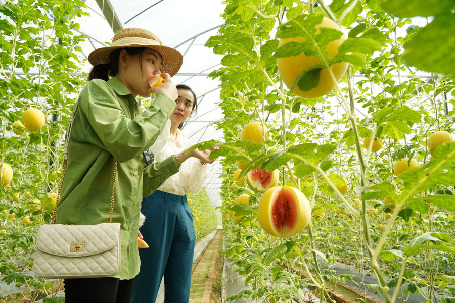 Du khách được ăn thử dưa tại vườn. Ảnh: Xuân Phúc