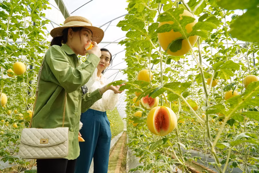 Du khách được ăn thử dưa tại vườn. Ảnh: Xuân Phúc