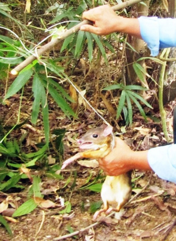 Giải cứu thú rừng mắc bẫy