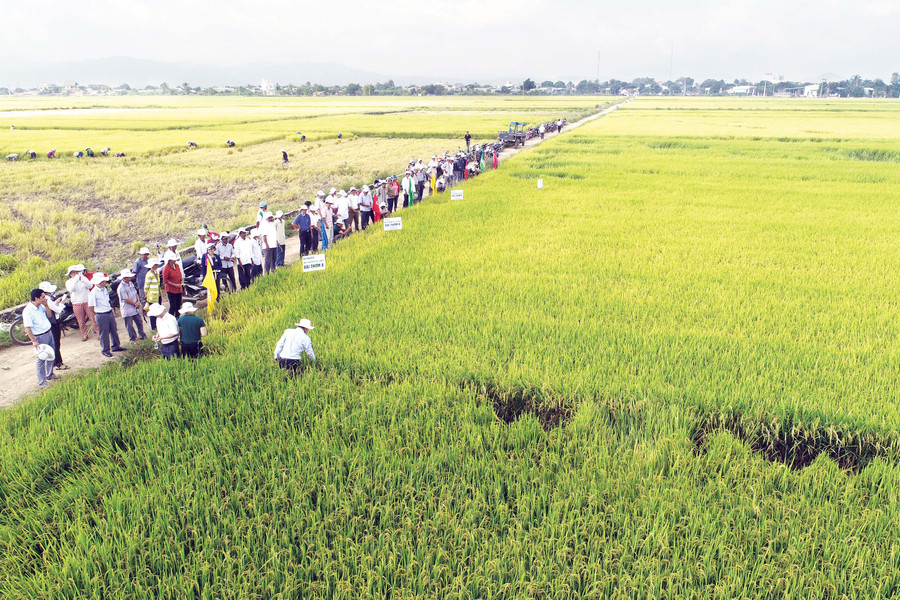Nhiều doanh nghiệp liên kết với người dân sản xuất giống lúa chất lượng cao. Ảnh: L.N