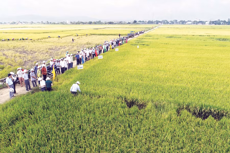 Nhiều doanh nghiệp liên kết với người dân sản xuất giống lúa chất lượng cao. Ảnh: L.N