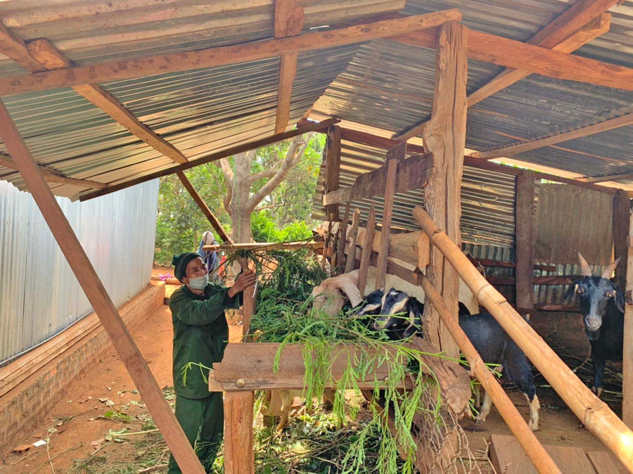 Chị Kpuih Nho (làng Nẻrh Xo, xã Ia Tôr, huyện Chư Prông) chăm sóc đàn dê của gia đình. Ảnh: Nhật Hào Chỉ sau hơn 6 tháng, đàn dê của chị Nho đã phát triển lên 5 con. Ảnh: Nhật Hào