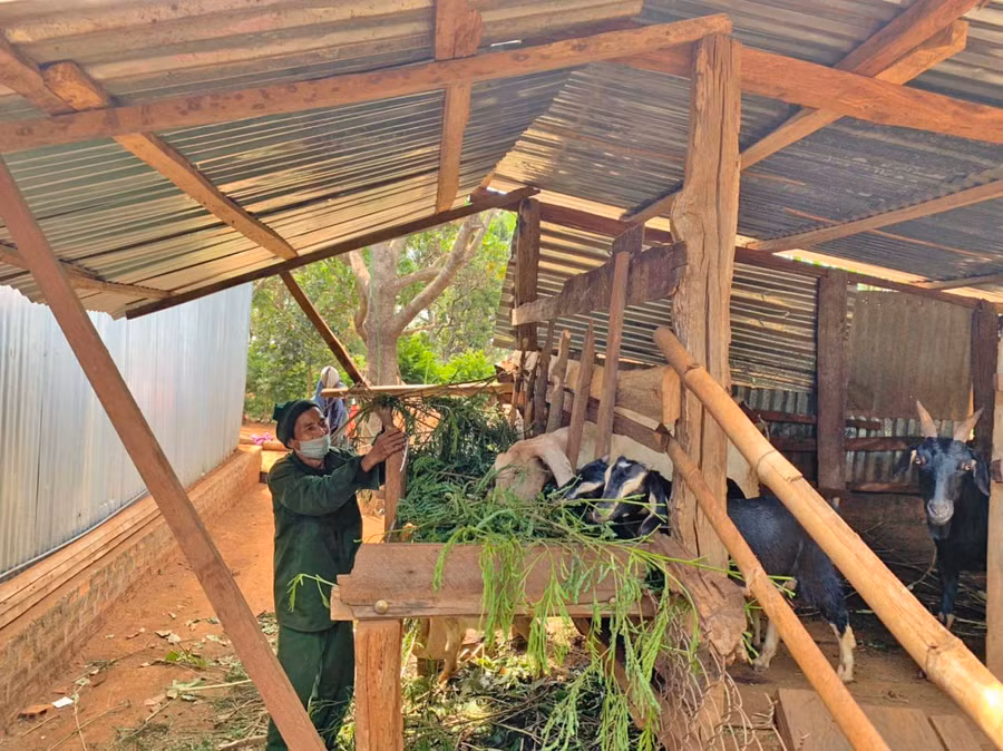 Chỉ sau hơn 6 tháng, đàn dê của chị Nho đã phát triển lên 5 con. Ảnh: Nhật Hào