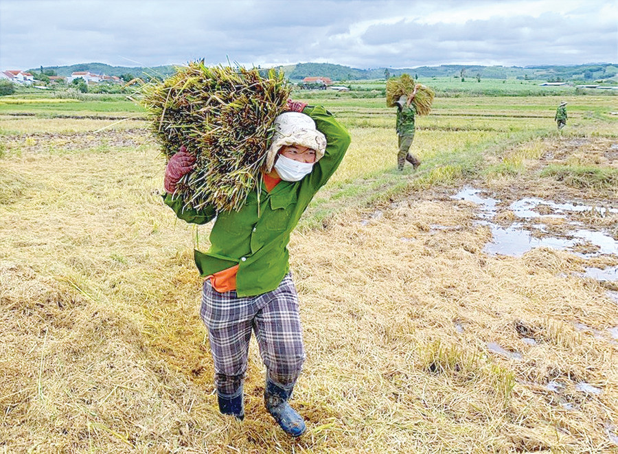 Người dân xã Tơ Tung (huyện Kbang) thu hoạch lúa vụ mùa trên cánh đồng Đê Bar. Ảnh: Hồng Thương