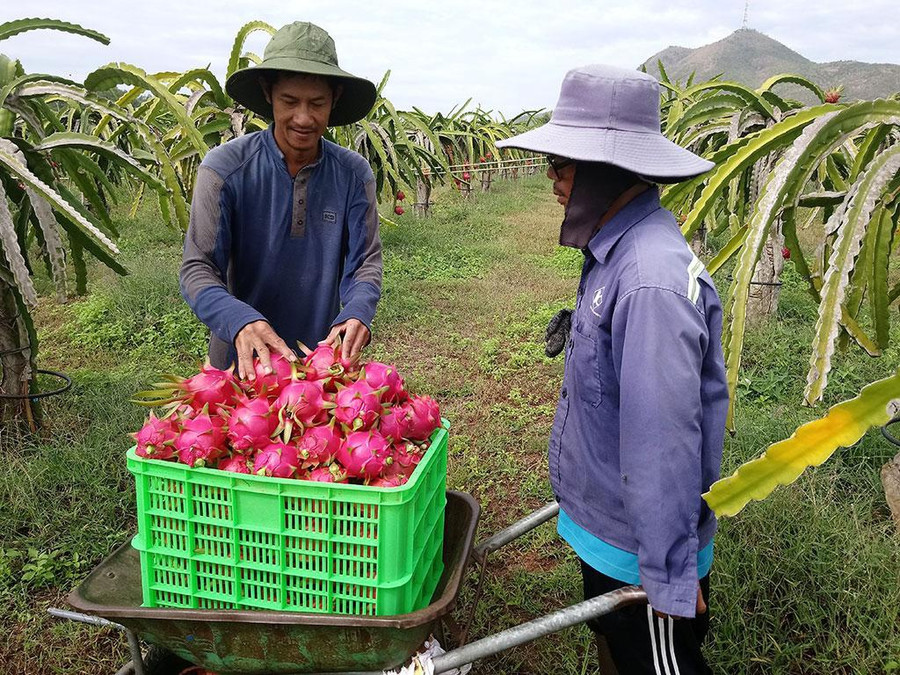 Sản lượng thanh long Bình Thuận khoảng 650.000 tấn/năm chủ yếu xuất tiểu ngạch đi Trung Quốc. Ảnh: Q.H. Sản lượng thanh long Bình Thuận khoảng 650.000 tấn/năm chủ yếu xuất tiểu ngạch đi Trung Quốc. Ảnh: Q.H.