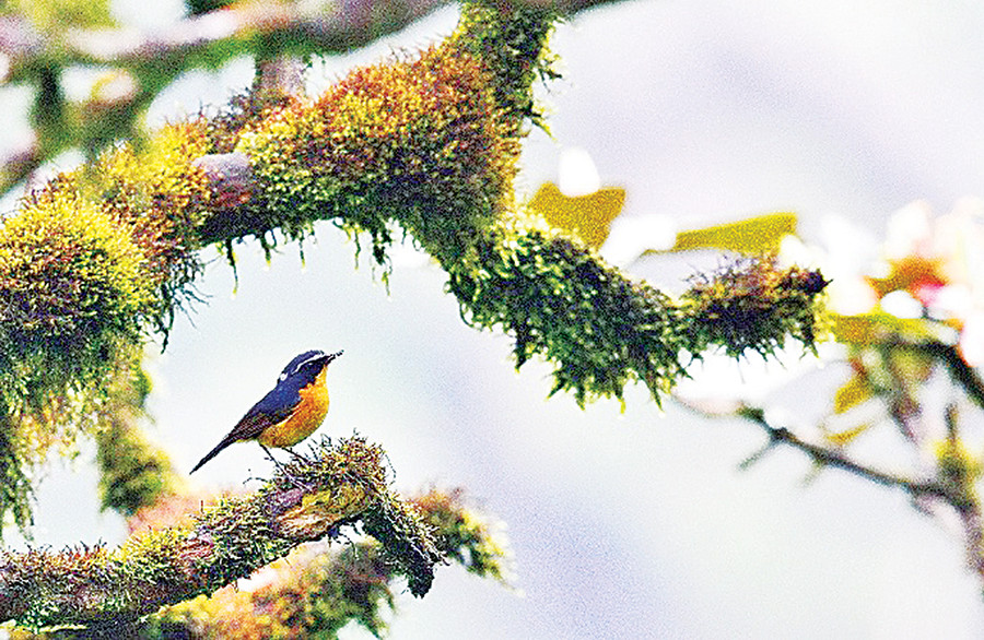 Hệ động-thực vật đa dạng, phong phú là điểm nhấn đặc biệt của Khu dự trữ sinh quyển thế giới cao nguyên Kon Hà Nừng (ảnh tư liệu). Hệ động-thực vật đa dạng, phong phú là điểm nhấn đặc biệt của Khu dự trữ sinh quyển thế giới cao nguyên Kon Hà Nừng (ảnh tư liệu).