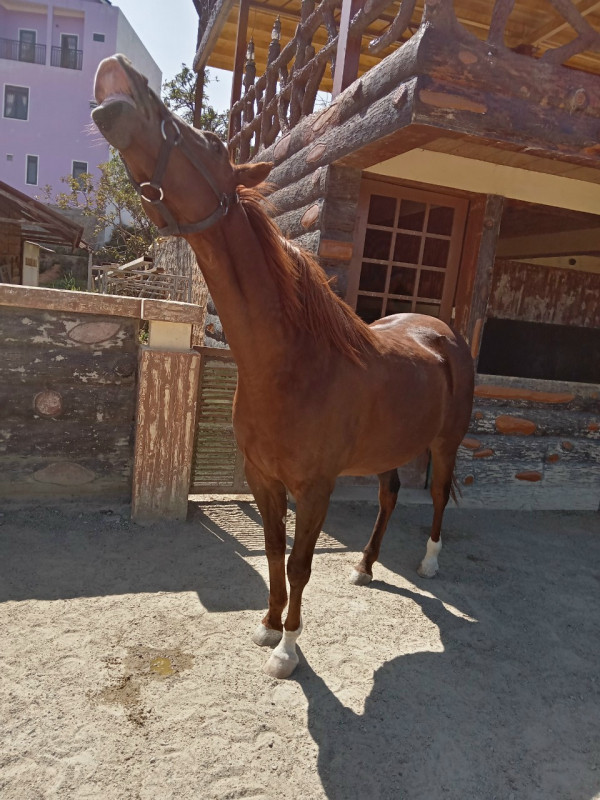 Con Kim cương phấn khích đáp lại hiệu lệnh của nài ngựa Nguyễn Anh Dũng