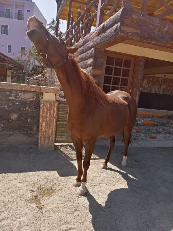 Con Kim cương phấn khích đáp lại hiệu lệnh của nài ngựa Nguyễn Anh Dũng