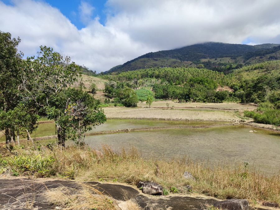 Cánh đồng lúa cạnh thác Lơ Tu đẹp như một bức tranh đồng nội. Ảnh: Thiên Di