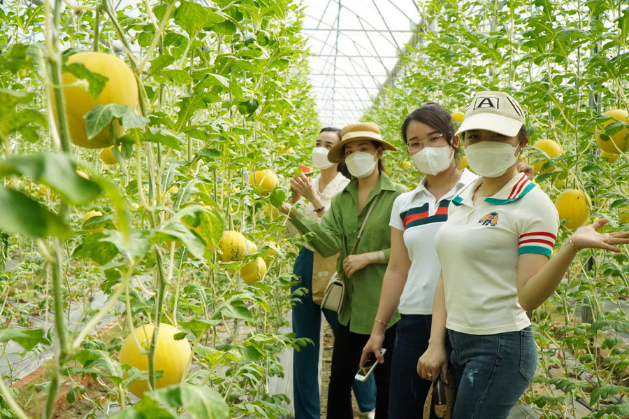 Vườn dưa hấu vàng thu hút nhiều bạn trẻ đến 