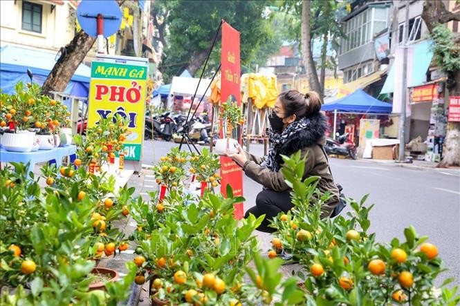  Người dân lựa chọn mua quất đón Xuân Nhâm Dần 2022.