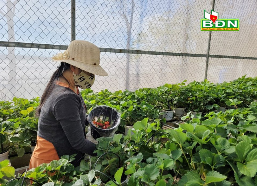 Dâu tây được trồng trong nhà lưới