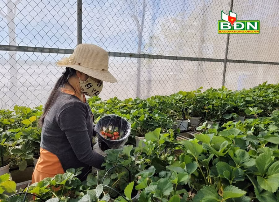 Dâu tây được trồng trong nhà lưới