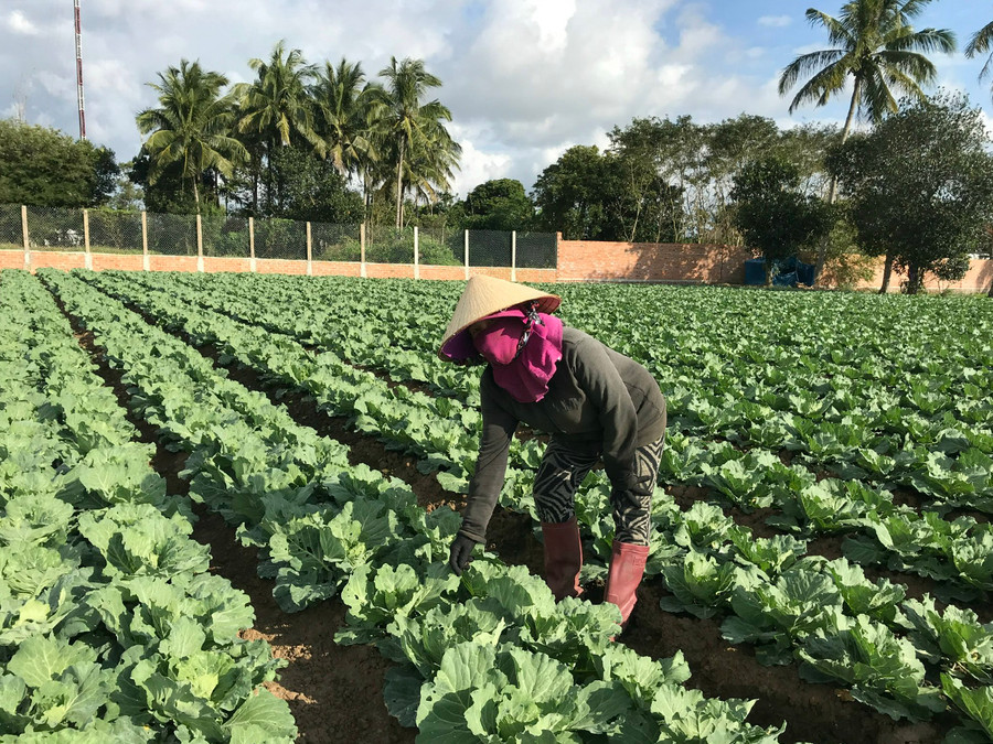 Vườn bắp sú của gia đình ông Trần Đại Nghĩa (thôn Hiệp An, xã Cư An, huyện Đak Pơ). Ảnh: Nguyễn Hồng Vườn bắp sú của gia đình ông Trần Đại Nghĩa (thôn Hiệp An, xã Cư An, huyện Đak Pơ). Ảnh: Nguyễn Hồng