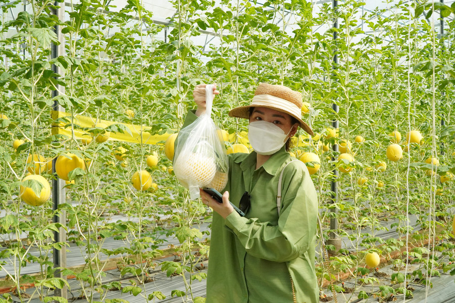 Khách thích trái nào ăn trái đó và mua về chưng tết. Ảnh: Xuân Phúc