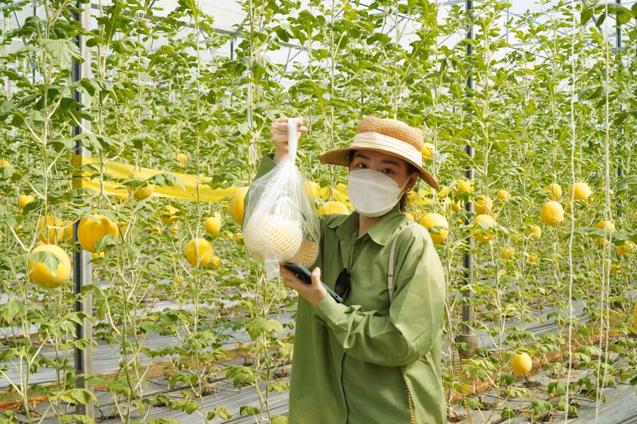 Khách thích trái nào ăn trái đó và mua về chưng tết. Ảnh: Xuân Phúc