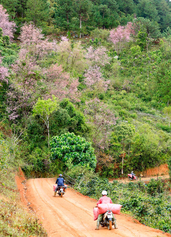 Đặc biệt, khoảng 3 năm nay, con đường đến rừng Mai anh đào được san ủi lại, đủ rộng cho xe ô tô đi, thuận tiện hơn cho người dân cũng như du khách có thể vào tận nơi để chiêm ngắm vẻ đẹp tuyệt vời của rừng Mai anh đào mỗi độ xuân về. Đặc biệt, khoảng 3 năm nay, con đường đến rừng Mai anh đào được san ủi lại, đủ rộng cho xe ô tô đi, thuận tiện hơn cho người dân cũng như du khách có thể vào tận nơi để chiêm ngắm vẻ đẹp tuyệt vời của rừng Mai anh đào mỗi độ xuân về.