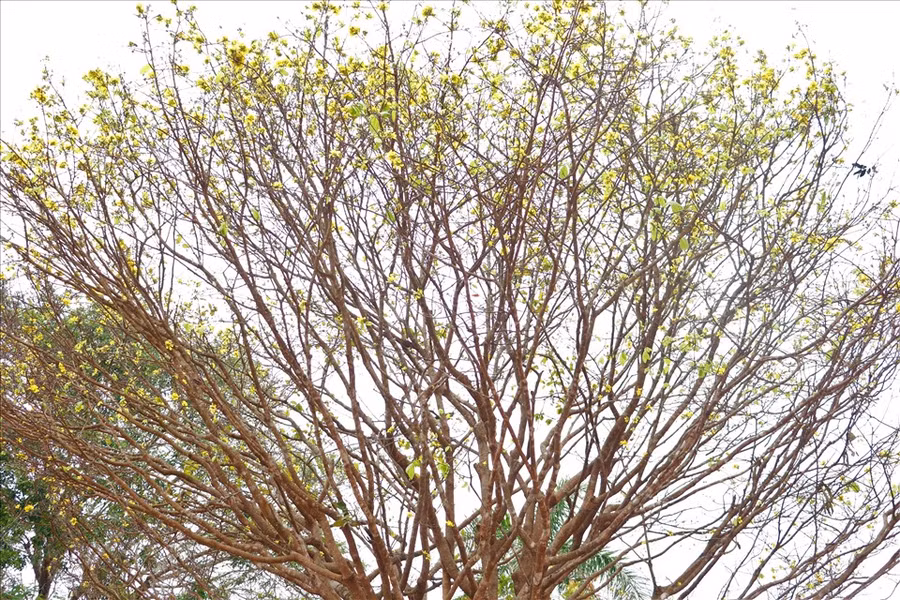 Tán cây rộng hơn 7m của cây mai cổ thụ. Ảnh: H.L Tán cây rộng hơn 7m của cây mai cổ thụ. Ảnh: H.L