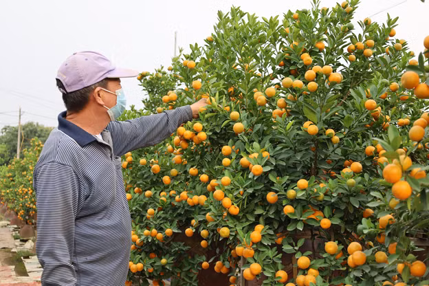 Quất cảnh tại các nhà vườn đang ngả màu vàng chín. Ảnh: N.T