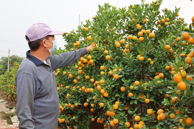 Quất cảnh tại các nhà vườn đang ngả màu vàng chín. Ảnh: N.T