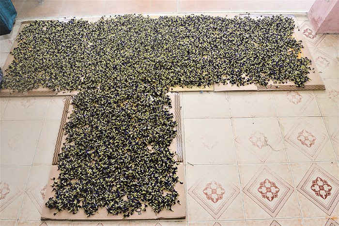 Màu lụa hoàn toàn được lấy từ tự nhiên, như loại hoa đậu biếc dùng để nhuộm màu.