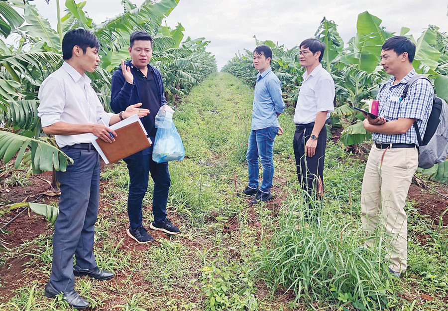  Chi cục Trồng trọt và Bảo vệ thực vật tỉnh kiểm tra mô hình trồng cây ăn quả trên địa bàn huyện Đak Đoa để gửi hồ sơ cấp mã số vùng trồng (ảnh chụp trước tháng 4-2021). Ảnh: Lê Nam