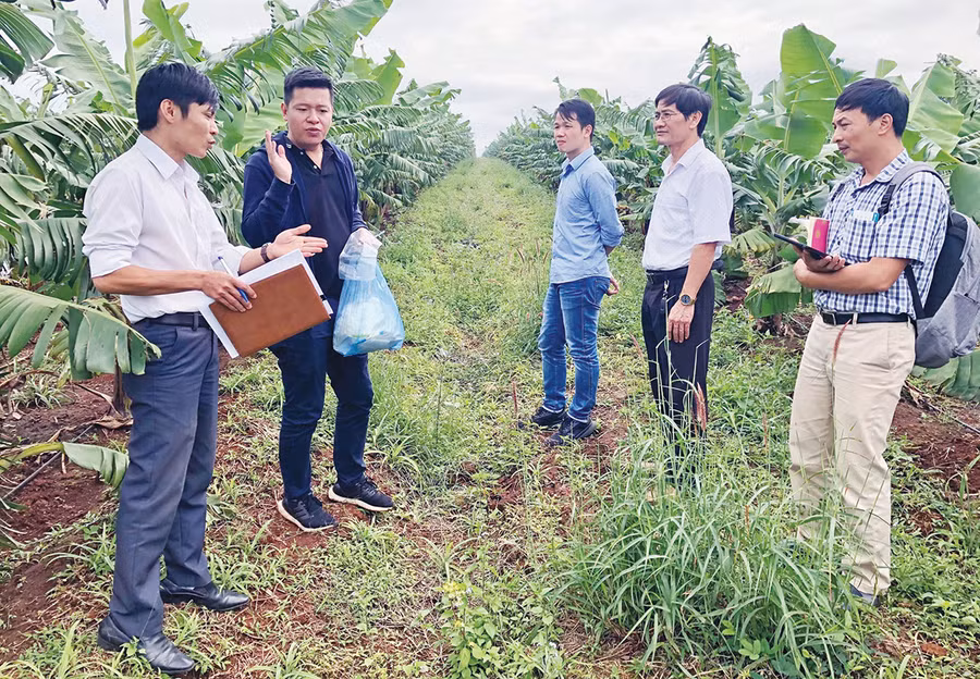  Chi cục Trồng trọt và Bảo vệ thực vật tỉnh kiểm tra mô hình trồng cây ăn quả trên địa bàn huyện Đak Đoa để gửi hồ sơ cấp mã số vùng trồng (ảnh chụp trước tháng 4-2021). Ảnh: Lê Nam