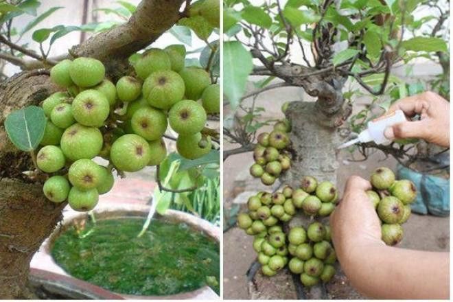 Sung bonsai gắn quả đầy gốc bằng keo (Ảnh: Dân Việt)