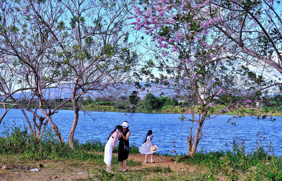 Du khách đến ngắm hoa đỗ mai và chụp ảnh. Ảnh: Minh Châu