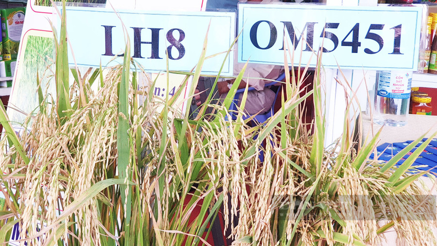 Rất nhiều loại lúa gạo được trưng bày tại tại Festival lúa gạo Việt Nam lần thứ V. (Ảnh: Huỳnh Xây)