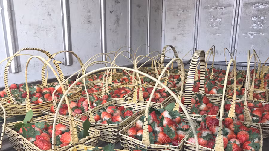 Với giá bán khoảng 100 - 200 nghìn đồng/ kg, dâu tây đem lại thu nhập khá cho bà con khu Tân Thảo, xã Cò Nòi, huyện Mai Sơn. Ảnh: Văn Ngọc