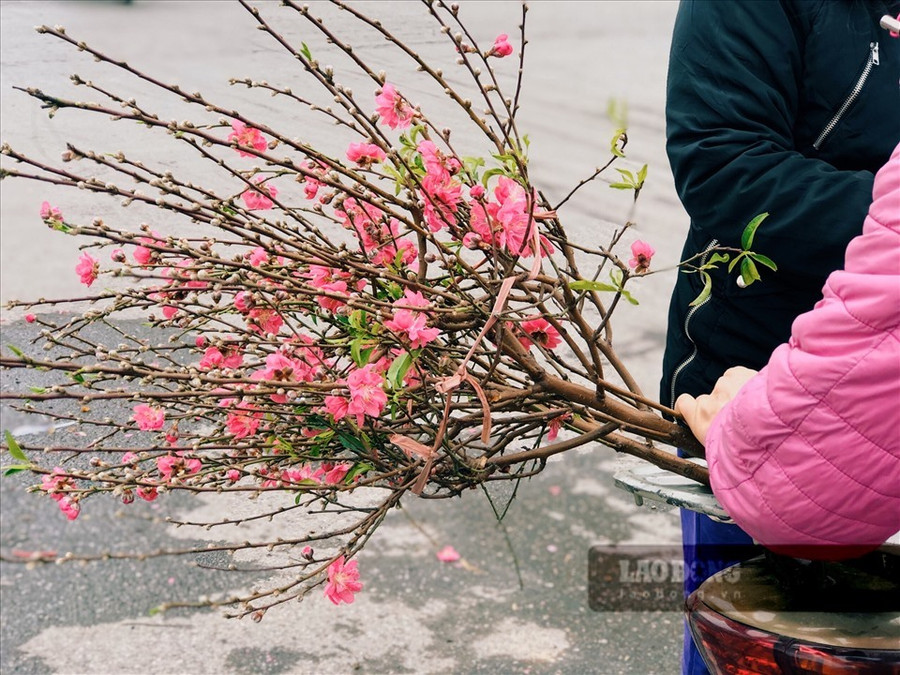 Hoa đào, hoa mai... là những vật không thể thiếu khi trang trí Tết. Ảnh: Phương Duy