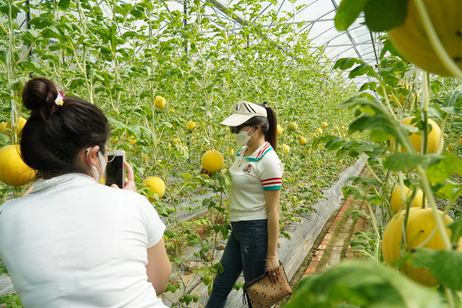 Nhiều bạn trẻ muốn lưu lại hình ảnh bên vườn dưa hấu độc đáo. Ảnh: Xuân Phúc