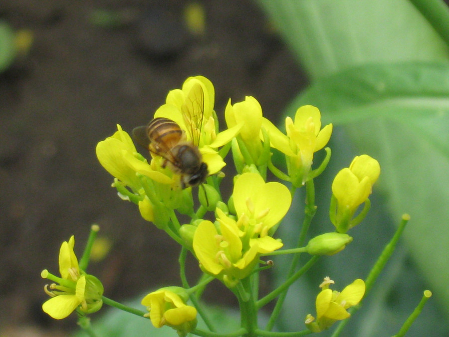 Ảnh minh họa. Ảnh minh họa.