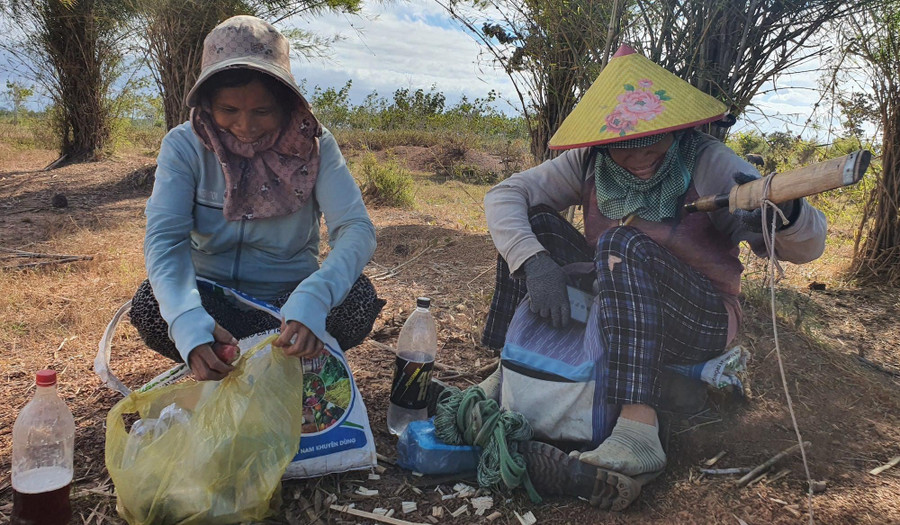 Chị Lầu Thị Ất cùng bạn chăn đàn trâu cả trăm con Chị Lầu Thị Ất cùng bạn chăn đàn trâu cả trăm con