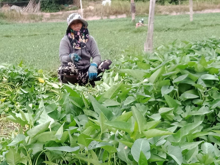 Chị Lúc bên ruộng trồng rau muống của gia đình tại xã An Ninh Tây, huyện Tuy An, tỉnh Phú Yên. Chị Lúc bên ruộng trồng rau muống của gia đình tại xã An Ninh Tây, huyện Tuy An, tỉnh Phú Yên.