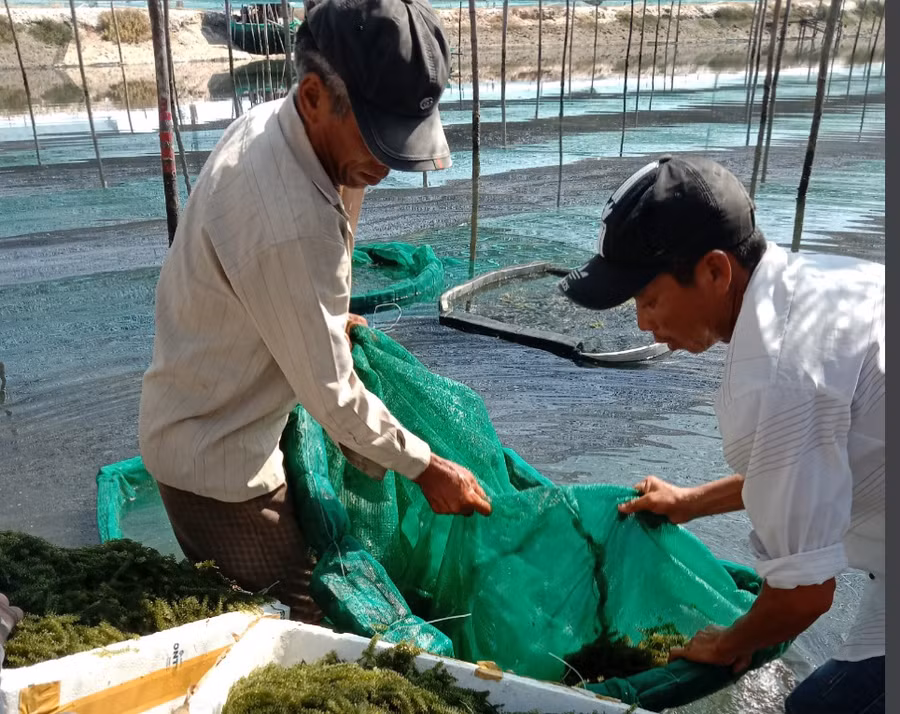Thu hoạch rong nho trong hồ nuôi. Ảnh: Đức Huy