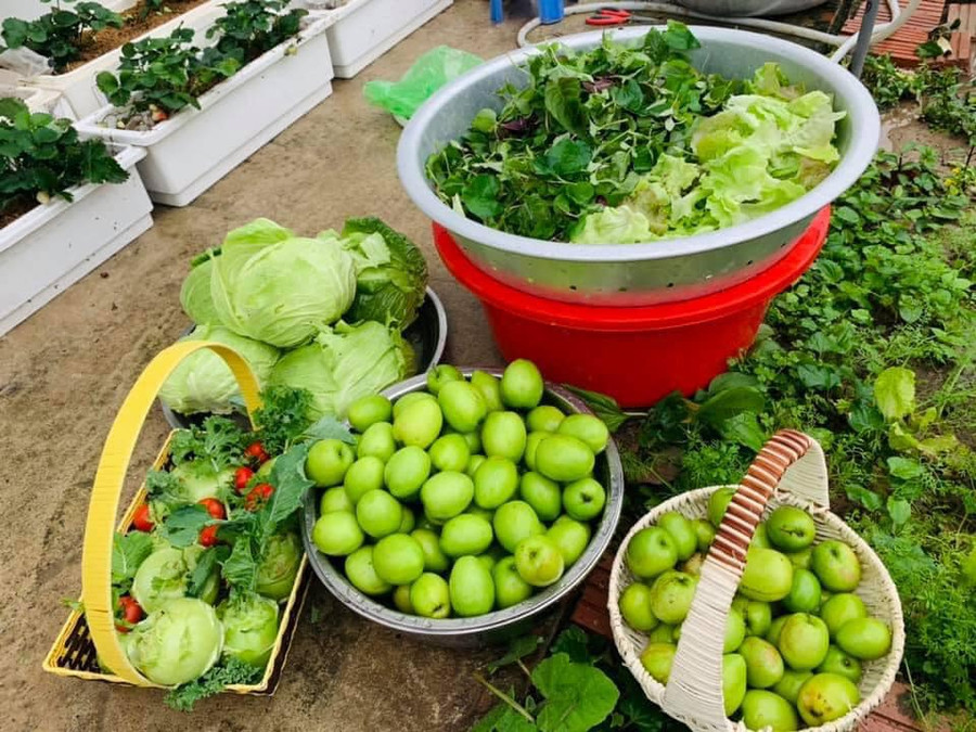 Rau, trái trong vườn trong một lần thu hoạch trong khu vườn rộng 300m2.