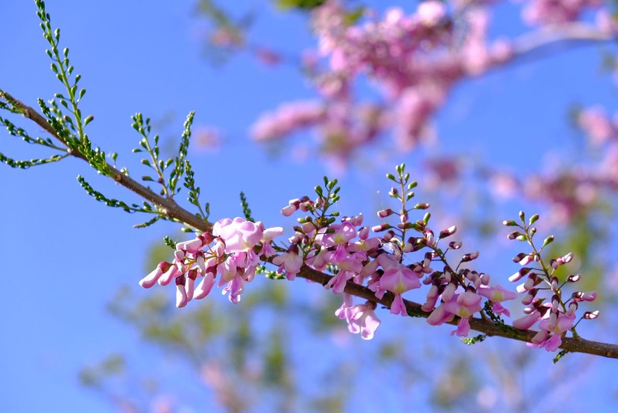 Đỗ mai có 2 màu chủ đạo là hồng phớt hoặc màu trắng tinh khiết. Ảnh: Minh Châu