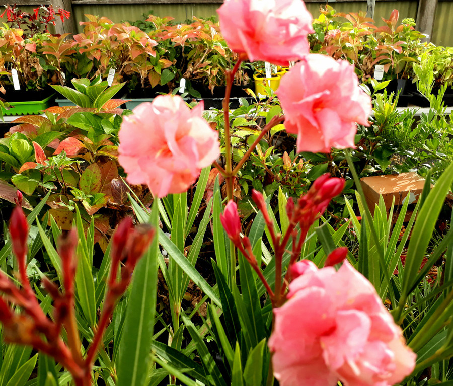  Người lớn chỉ ăn 1 lá trúc đào nhỏ đã có thể tử vong. Ảnh: Shutterstock