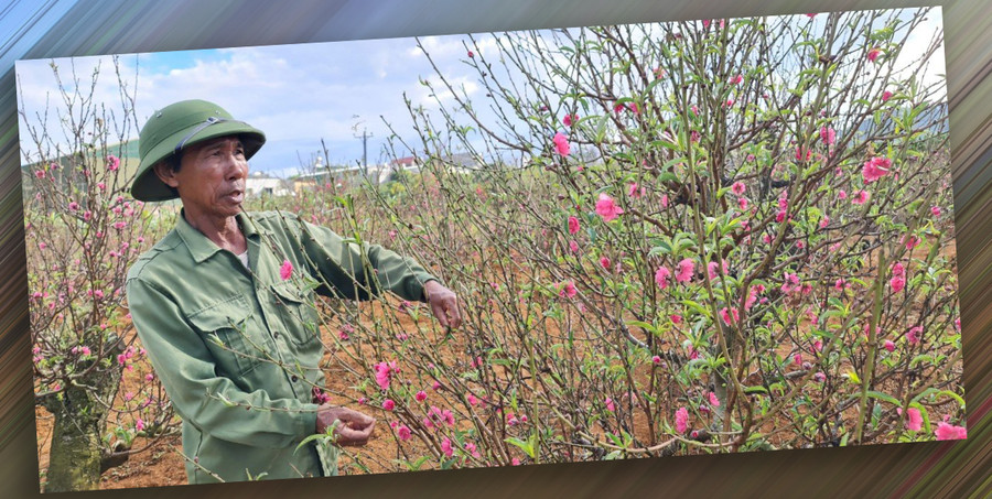 Vào lập nghiệp trên vùng quê mới Nam Ban, Lâm Hà, ông Chu Đức Lợi mang theo bí quyết và kinh nghiệm của nghề trồng đào truyền thống lâu đời Nhật Tân