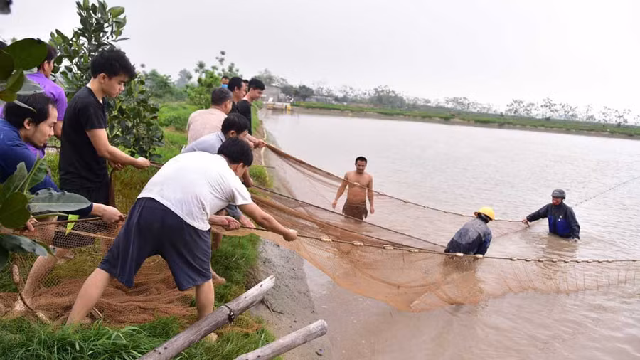 Thanh niên trai tráng cùng nhau kéo lưới tát ao, ở Dân Hòa, H.Thanh Oai, Hà Nội