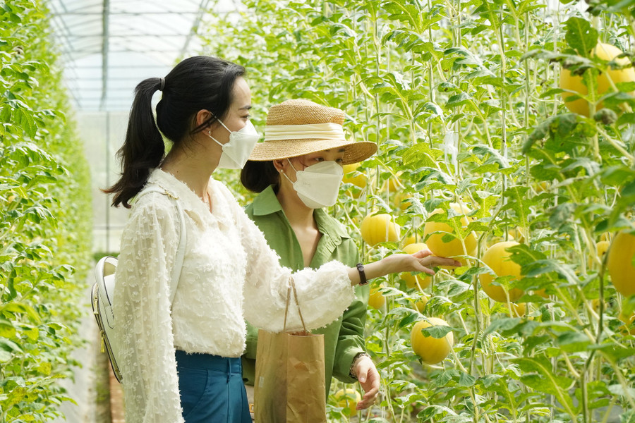 Bạn trẻ say sưa chụp ảnh và ngắm vườn dưa vàng óng ánh như không muốn rời đi. Ảnh: Xuân Phúc