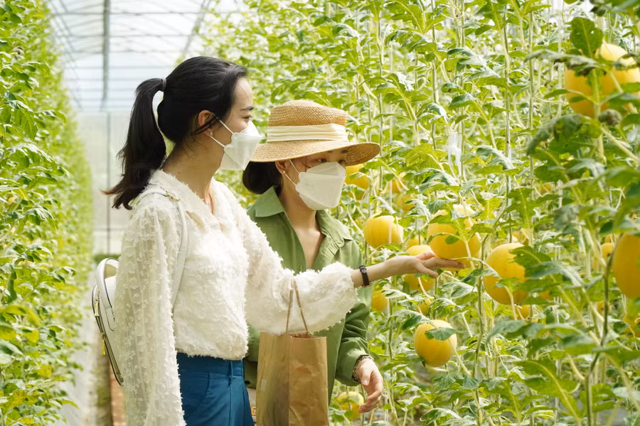 Bạn trẻ say sưa chụp ảnh và ngắm vườn dưa vàng óng ánh như không muốn rời đi. Ảnh: Xuân Phúc